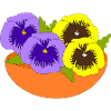 Pansy