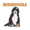 Bernedoodle Dog