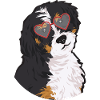 Chien Bernedoodle