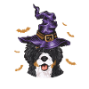 Bernedoodle Dog