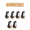 Bernedoodle Hund