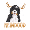 Chien Bernedoodle