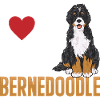 Bernedoodle Hund
