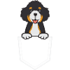 Bernedoodle Dog