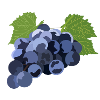 Trauben