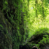 Pfälzer Wald