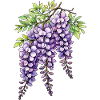 Lilas