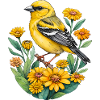 Yellow Finch