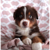 Cute puppy