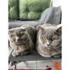 Cats cuddling