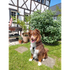 Austrailen Shepherd im Garten