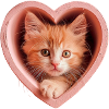 Chaton dans un coeur