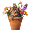 chaton pot de fleurs