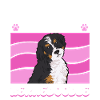 Chien Bernedoodle