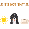 Chien Bernedoodle