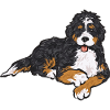Bernedoodle Hund