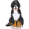 Bernedoodle Hund