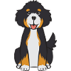 Chien Bernedoodle