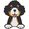 Bernedoodle Hund