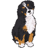 Bernedoodle Dog