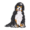 Chien Bernedoodle