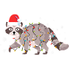 Raccoon