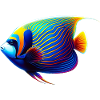 Emperor Angel Fish