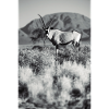 Namibia Orxy Antelope