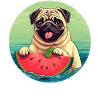 Pug with watermelon at sunset
