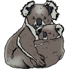 Koala - Maman avec bébé