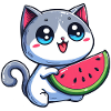 Cute cat eats watermelon
