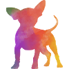 Rainbow Chihuahua