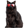 Lola with sunglasses