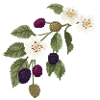 Blackberry Blossom