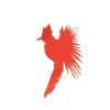 Calopsitte Calopsitte Oiseau