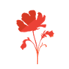 Botanical Botany Flower