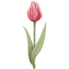 Tulipe