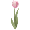 tulipe rose