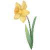 Daffodils (Narcissus) Daffodil