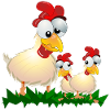 CHICKENS ROOSTER HEN