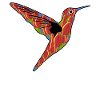 Humming-Bird Tulips Flowers