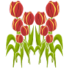 Tulip Flower Flowers Garden Tulips