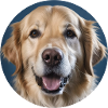 Golden Retriever Dog
