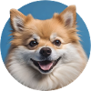Spitz Dog