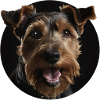 Welsh Terrier Dog