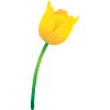 Gelbe Tulpe