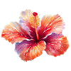 Hibiskusblüte bunt