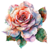 Aquarelle Rose