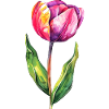 Beautiful tulip