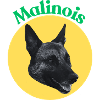 Malinois Belgian Shepherd Schutzhund